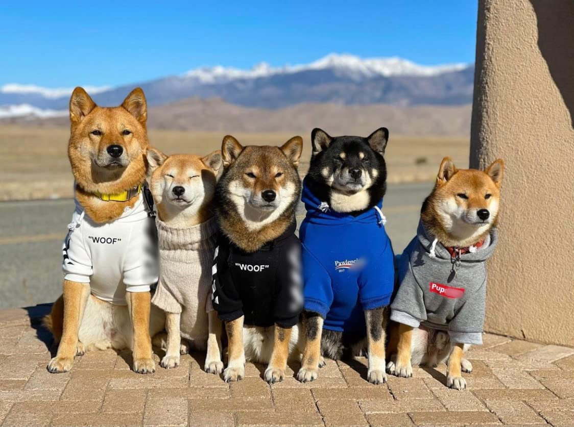 Stylish Dog Hoodie Dog Clothes Streetwear Cotton Sweatshirt Fashion Outfit for Dogs Cats Puppy Small Medium Large (S, Black)