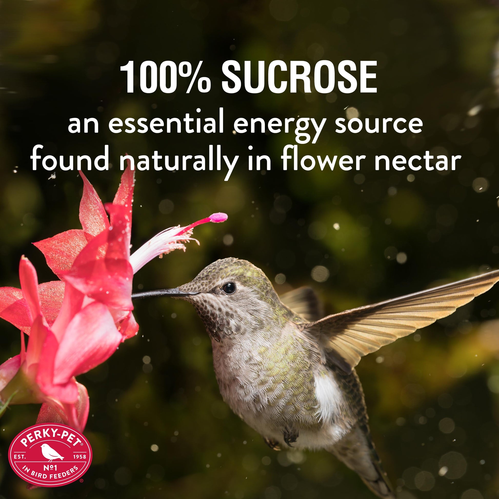 Clear Liquid Hummingbird Nectar Concentrate – 32 Oz