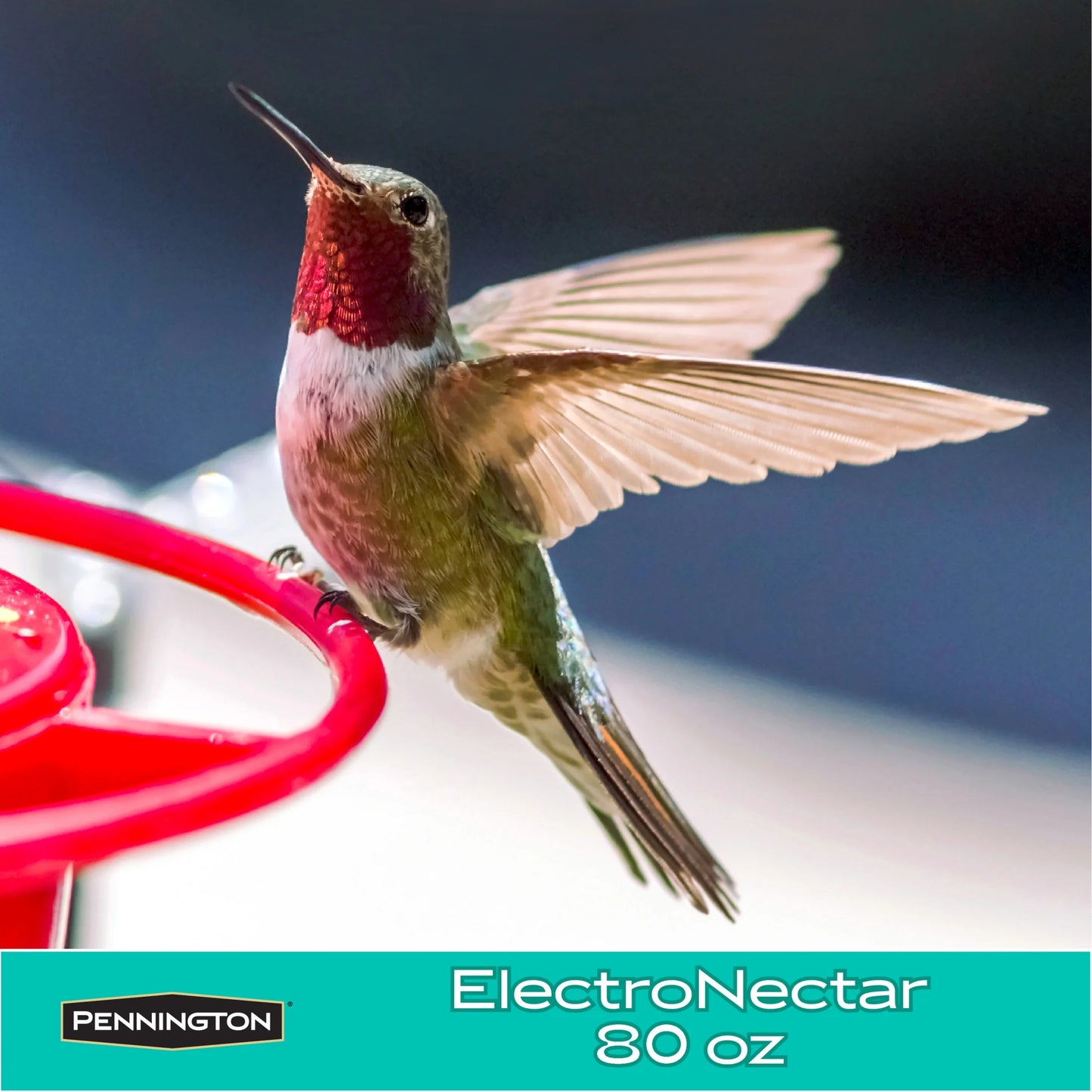 Ultra Electro Nectar Clear Hummingbird Food Ready-To-Use Liquid, 80 Oz. Bottle, 1 Pack