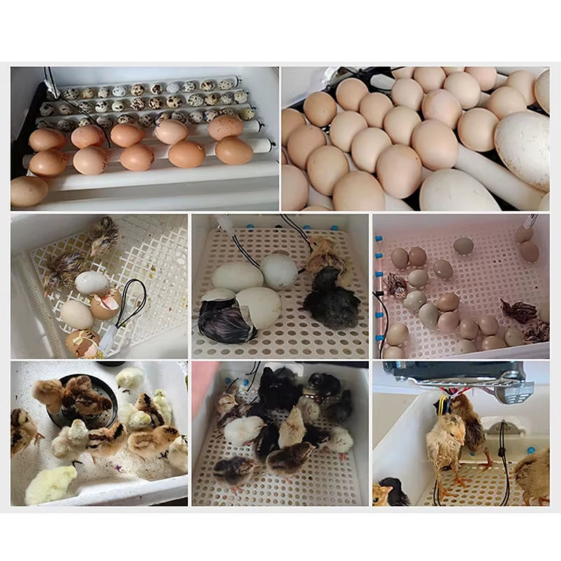 24/38 Eggs Automatic Intelligent Screen Display Incubator Household Chicken, Duck, Goose, Pigeon, Peacock & Parrot Egg Incubator