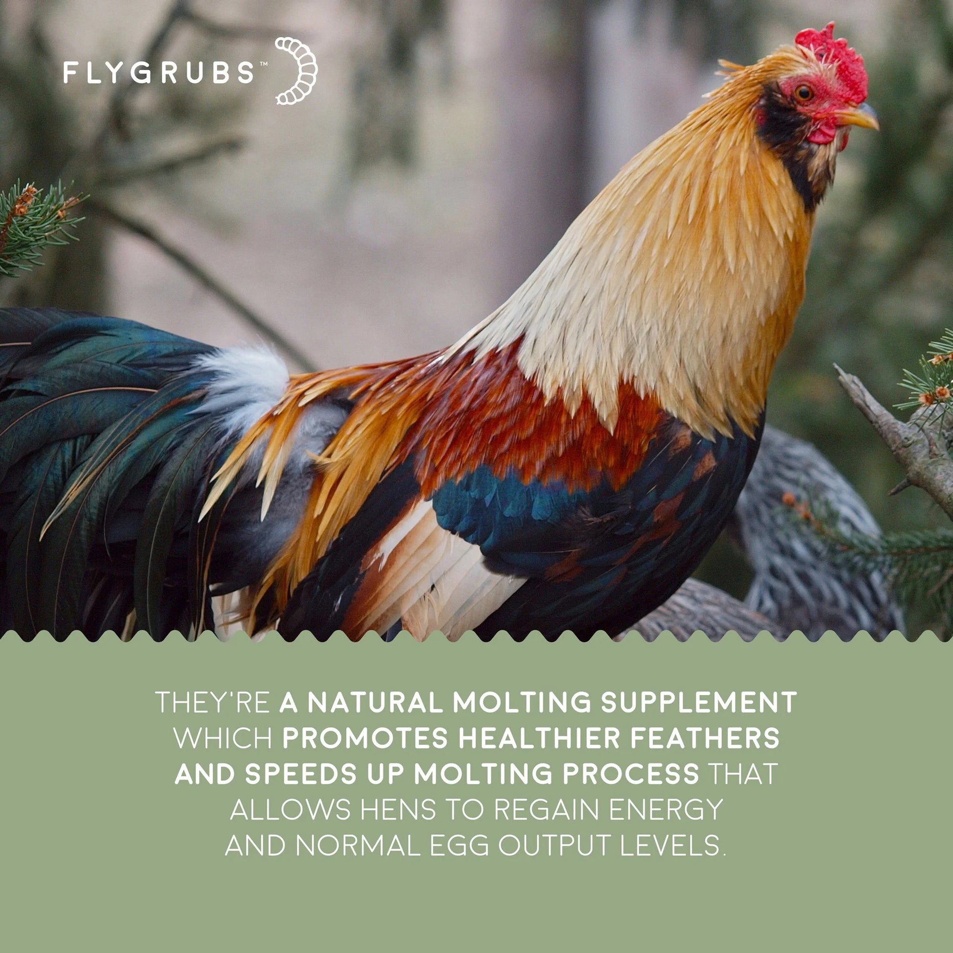 Superior to Dried Mealworms for Chickens (1Lb) - Non-Gmo Chicken Feed - BSFL Treats for Hens, Ducks, Turkeys, Wild Birds, Turtles, Quails