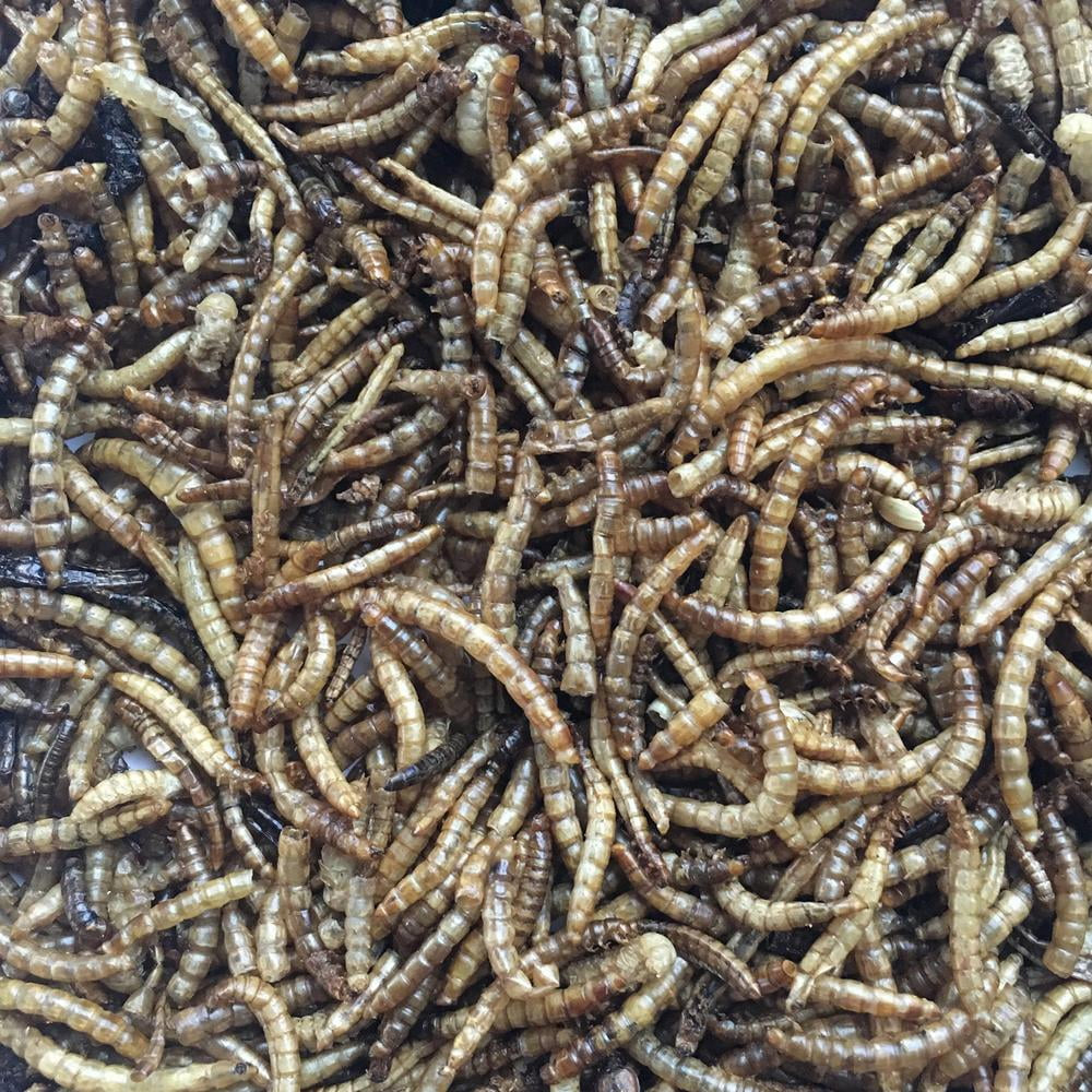 Dried Mealworms for Chickens, Wild Birds, Ducks, and Small Pets, 5 Lbs. Bag