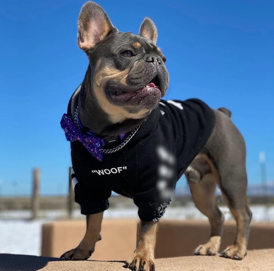 Stylish Dog Hoodie Dog Clothes Streetwear Cotton Sweatshirt Fashion Outfit for Dogs Cats Puppy Small Medium Large (S, Black)