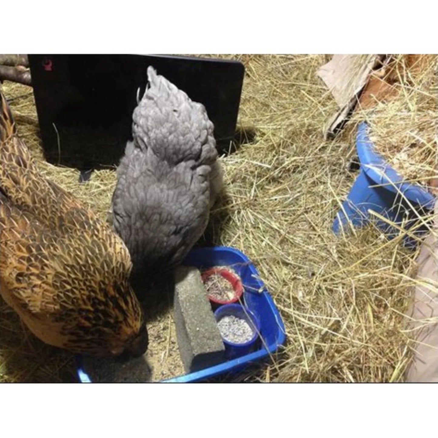 Cozy Coop Chicken Coop Heater, 200-Watt, Safe Radiant Space Heater