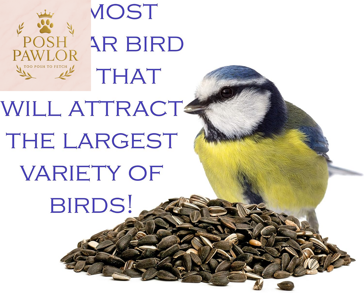 | Four Season | Black Oil Sunflower Seed | 4 Pounds | Wild Bird Food | Backyard Songbird