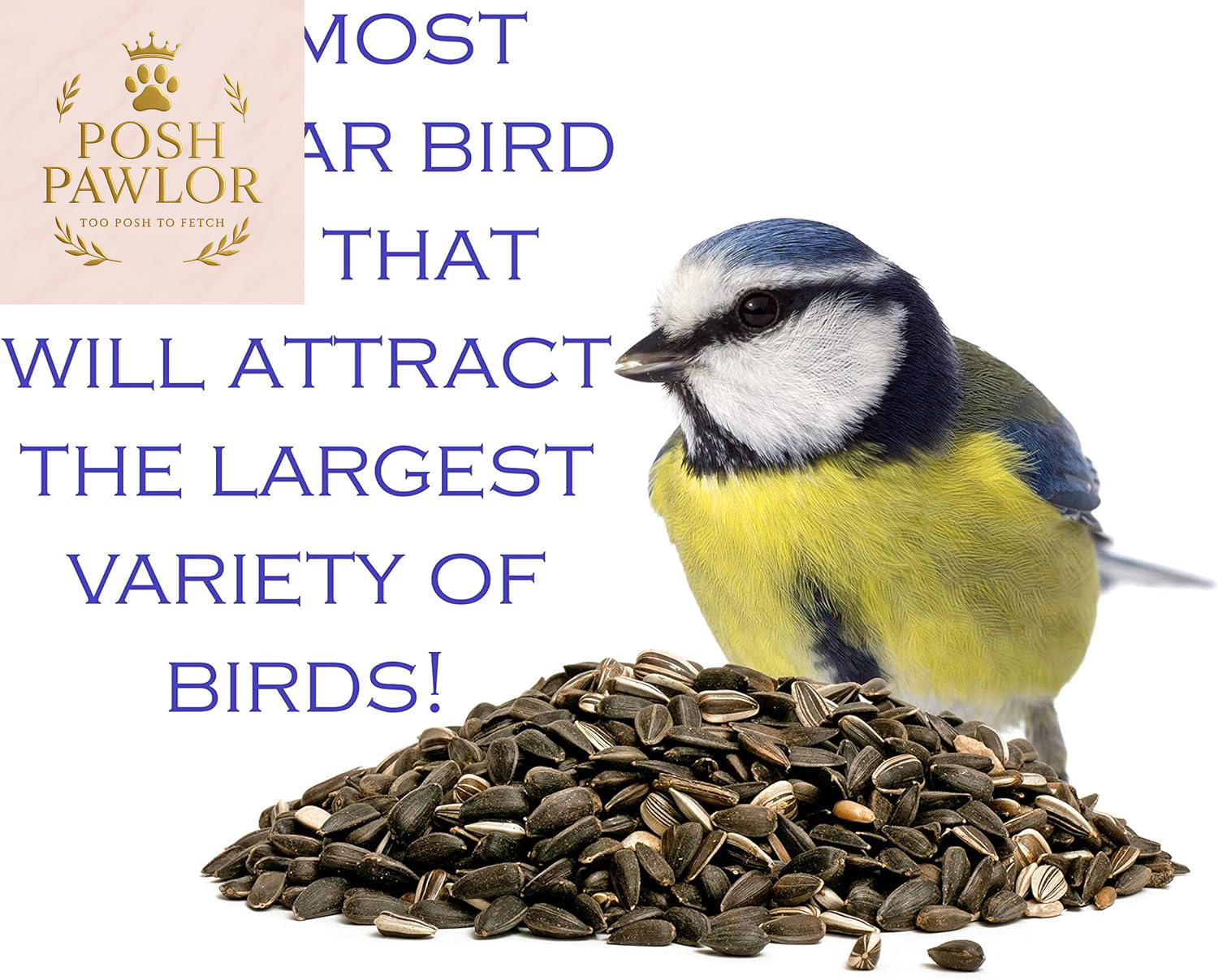 | Four Season | Black Oil Sunflower Seed | 4 Pounds | Wild Bird Food | Backyard Songbird