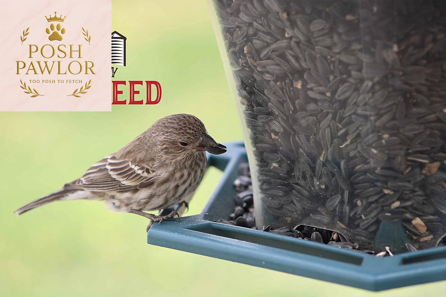 | Four Season | Black Oil Sunflower Seed | 4 Pounds | Wild Bird Food | Backyard Songbird
