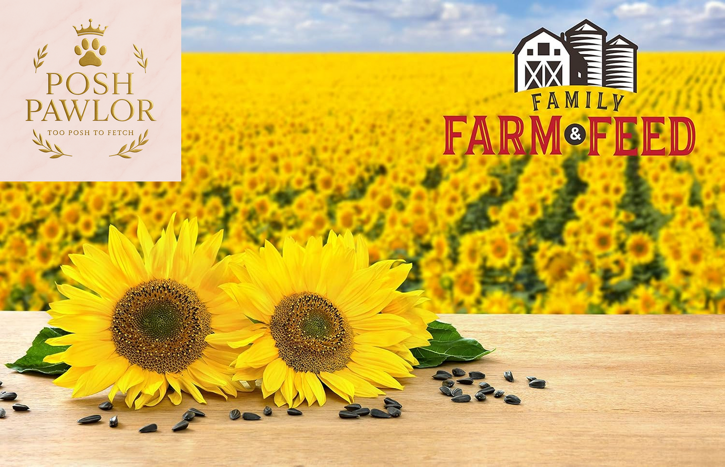 | Four Season | Black Oil Sunflower Seed | 4 Pounds | Wild Bird Food | Backyard Songbird