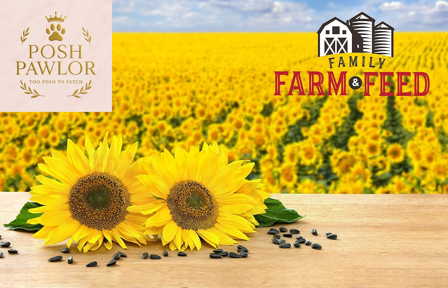 | Four Season | Black Oil Sunflower Seed | 4 Pounds | Wild Bird Food | Backyard Songbird