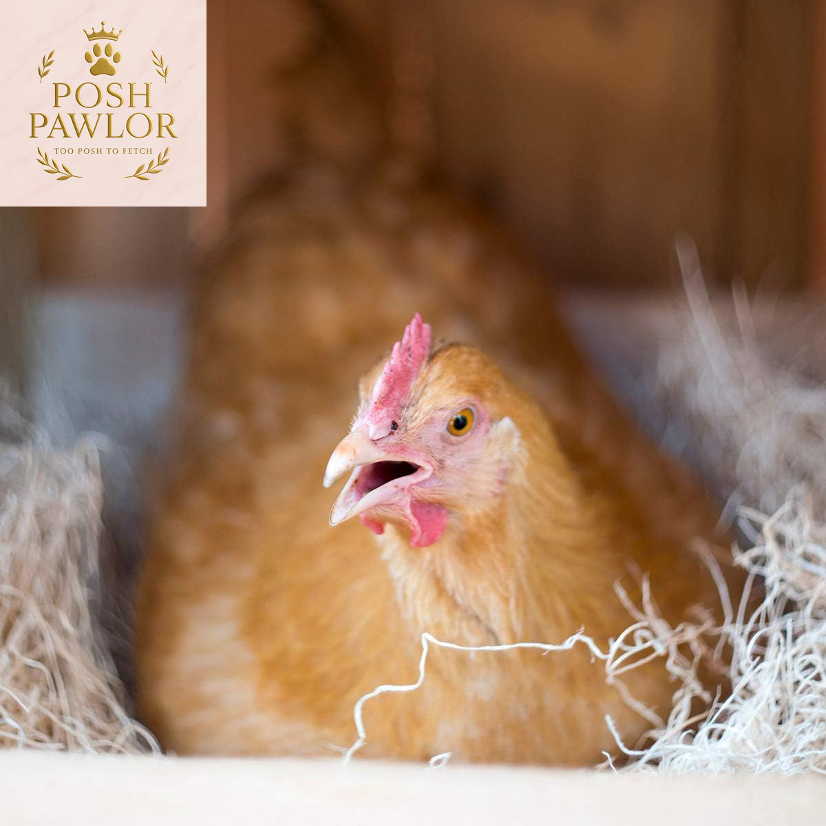 Laying Hen Nest Box Pads Made in USA from Sustainable Aspen Exceslior - 13X13 Nesting Box Liners (24 Pack)