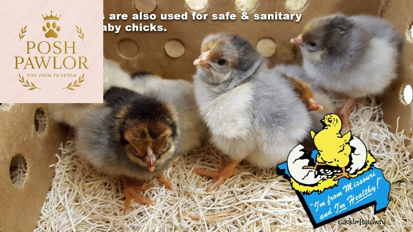 Laying Hen Nest Box Pads Made in USA from Sustainable Aspen Exceslior - 13X13 Nesting Box Liners (24 Pack)
